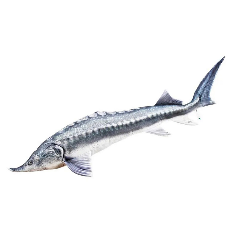 HALAS PÁRNA - BELUGA 140CM